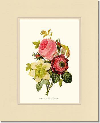 Anemone, Rose, Clematis - Charting Nature