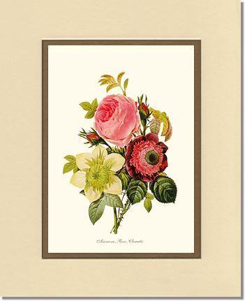 Anemone, Rose, Clematis - Charting Nature