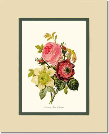 Anemone, Rose, Clematis - Charting Nature
