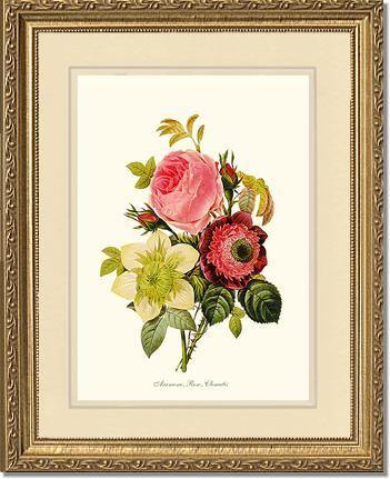 Anemone, Rose, Clematis - Charting Nature