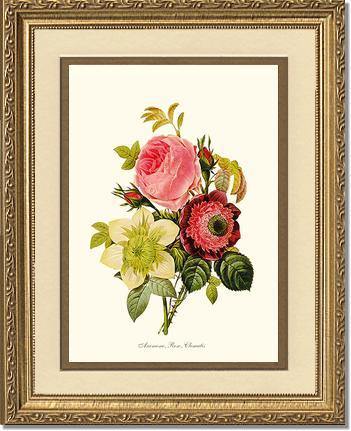Anemone, Rose, Clematis - Charting Nature