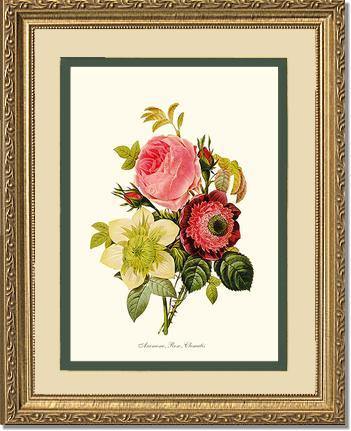 Anemone, Rose, Clematis - Charting Nature