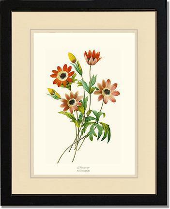 Anemone stellata - Charting Nature