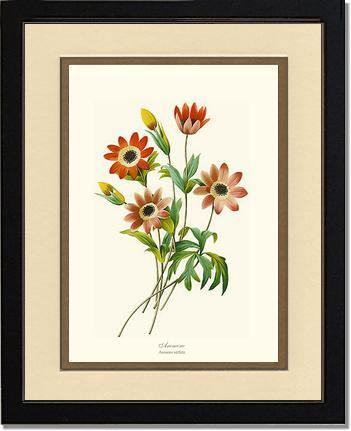 Anemone stellata - Charting Nature