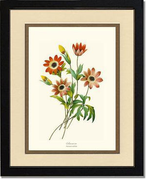 Anemone stellata - Charting Nature