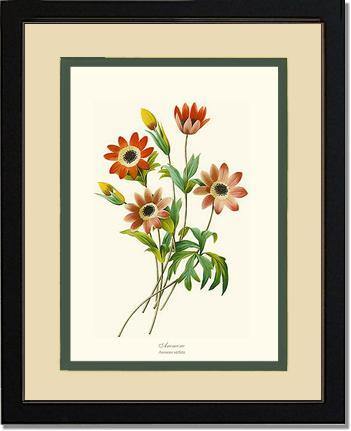Anemone stellata - Charting Nature