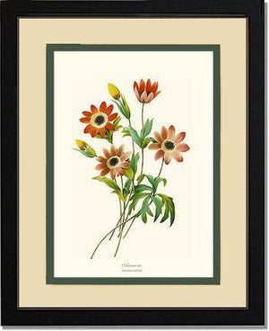 Anemone stellata - Charting Nature