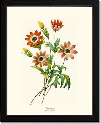 Anemone stellata - Charting Nature