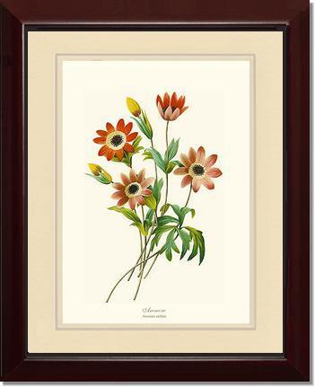 Anemone stellata - Charting Nature
