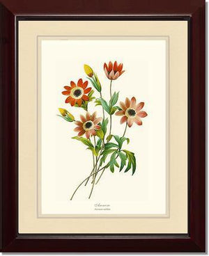 Anemone stellata - Charting Nature