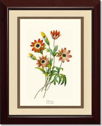 Anemone stellata - Charting Nature