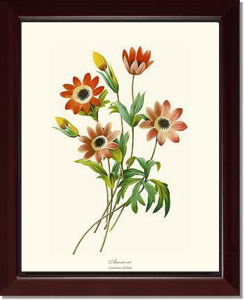 Anemone stellata - Charting Nature