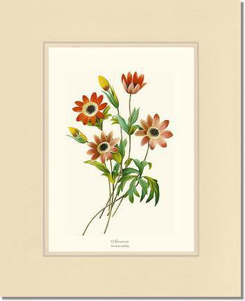 Anemone stellata - Charting Nature