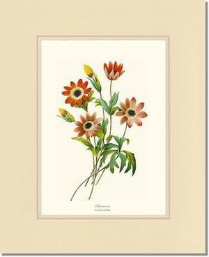 Anemone stellata - Charting Nature