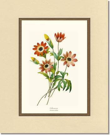 Anemone stellata - Charting Nature