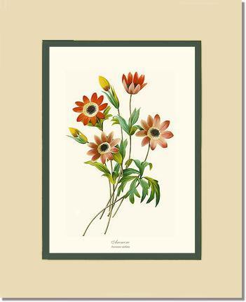Anemone stellata - Charting Nature