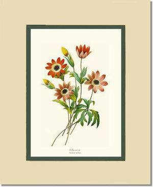 Anemone stellata - Charting Nature
