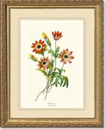 Anemone stellata - Charting Nature
