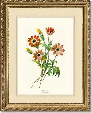 Anemone stellata - Charting Nature