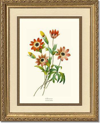 Anemone stellata - Charting Nature