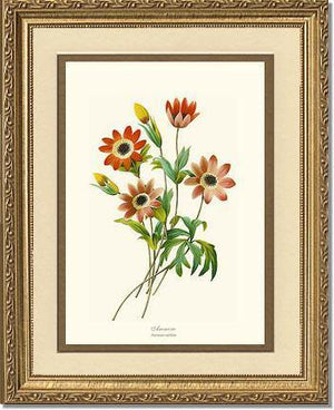 Anemone stellata - Charting Nature