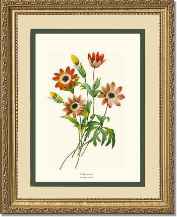 Anemone stellata - Charting Nature