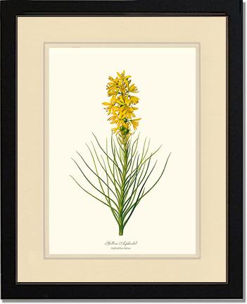 Asphodel, Yellow | Flower/Floral Art Print