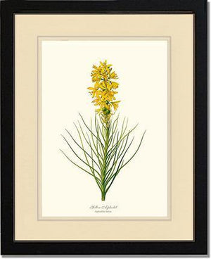 Asphodel, Yellow - Charting Nature