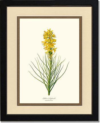 Asphodel, Yellow - Charting Nature