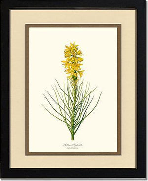 Asphodel, Yellow - Charting Nature