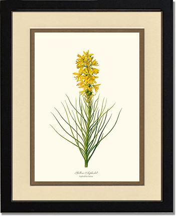 Asphodel, Yellow | Flower/Floral Art Print