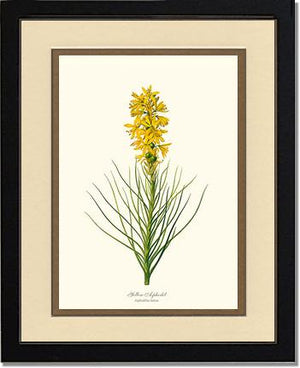 Asphodel, Yellow