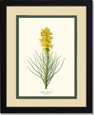 Asphodel, Yellow