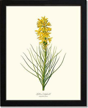 Asphodel, Yellow - Charting Nature