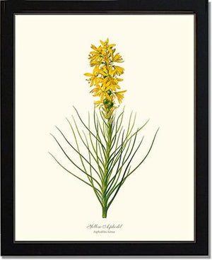 Asphodel, Yellow