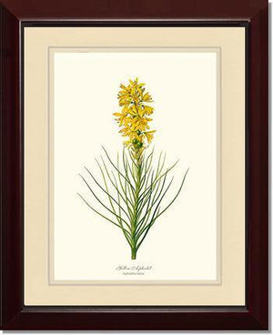 Asphodel, Yellow - Charting Nature