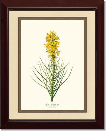 Asphodel, Yellow - Charting Nature