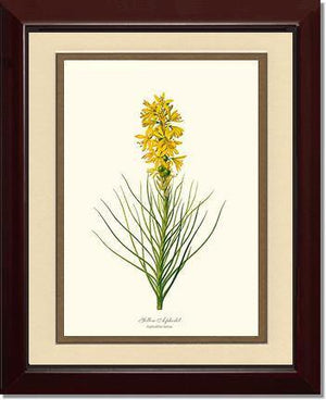 Asphodel, Yellow - Charting Nature