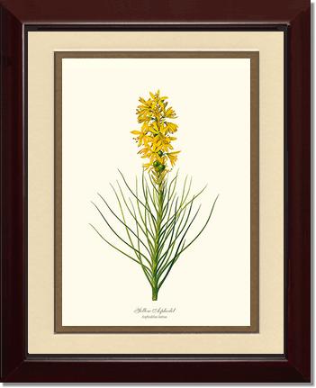 Asphodel, Yellow | Flower/Floral Art Print