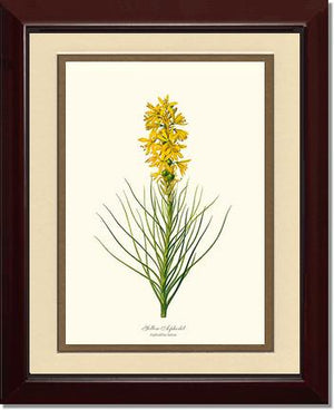 Asphodel, Yellow