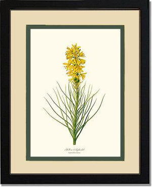 Asphodel, Yellow - Charting Nature