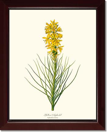 Asphodel, Yellow | Flower/Floral Art Print