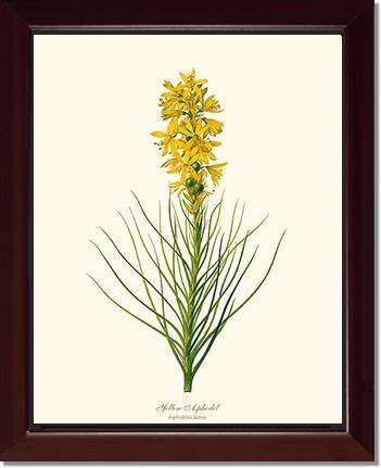 Asphodel, Yellow - Charting Nature