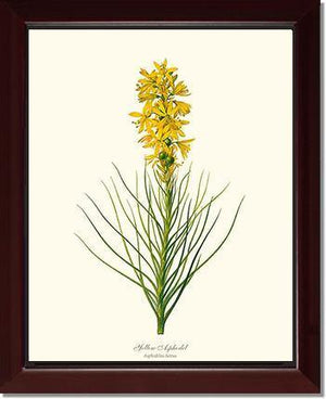 Asphodel, Yellow - Charting Nature