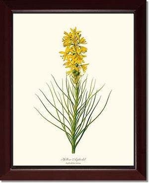 Asphodel, Yellow