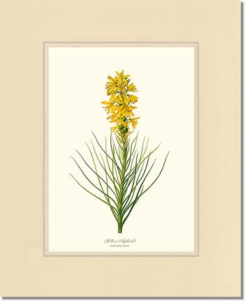 Asphodel, Yellow | Flower/Floral Art Print