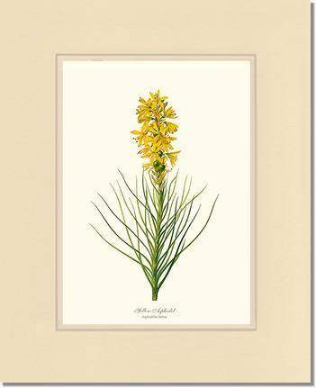 Asphodel, Yellow - Charting Nature