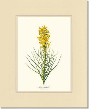 Asphodel, Yellow - Charting Nature