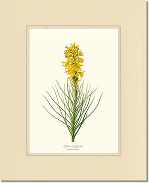 Asphodel, Yellow