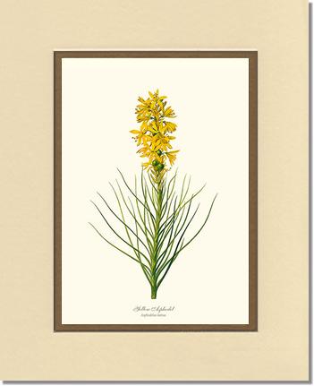 Asphodel, Yellow | Flower/Floral Art Print